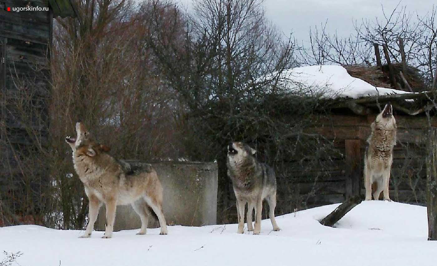 Со снегом пришли волки
