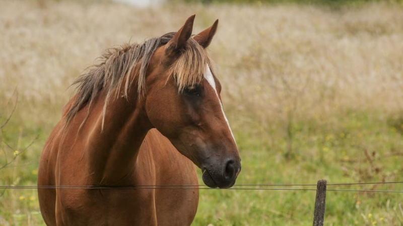 В Нефтеюганске замечены лошади на самовыгуле