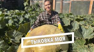 Организации Югорска