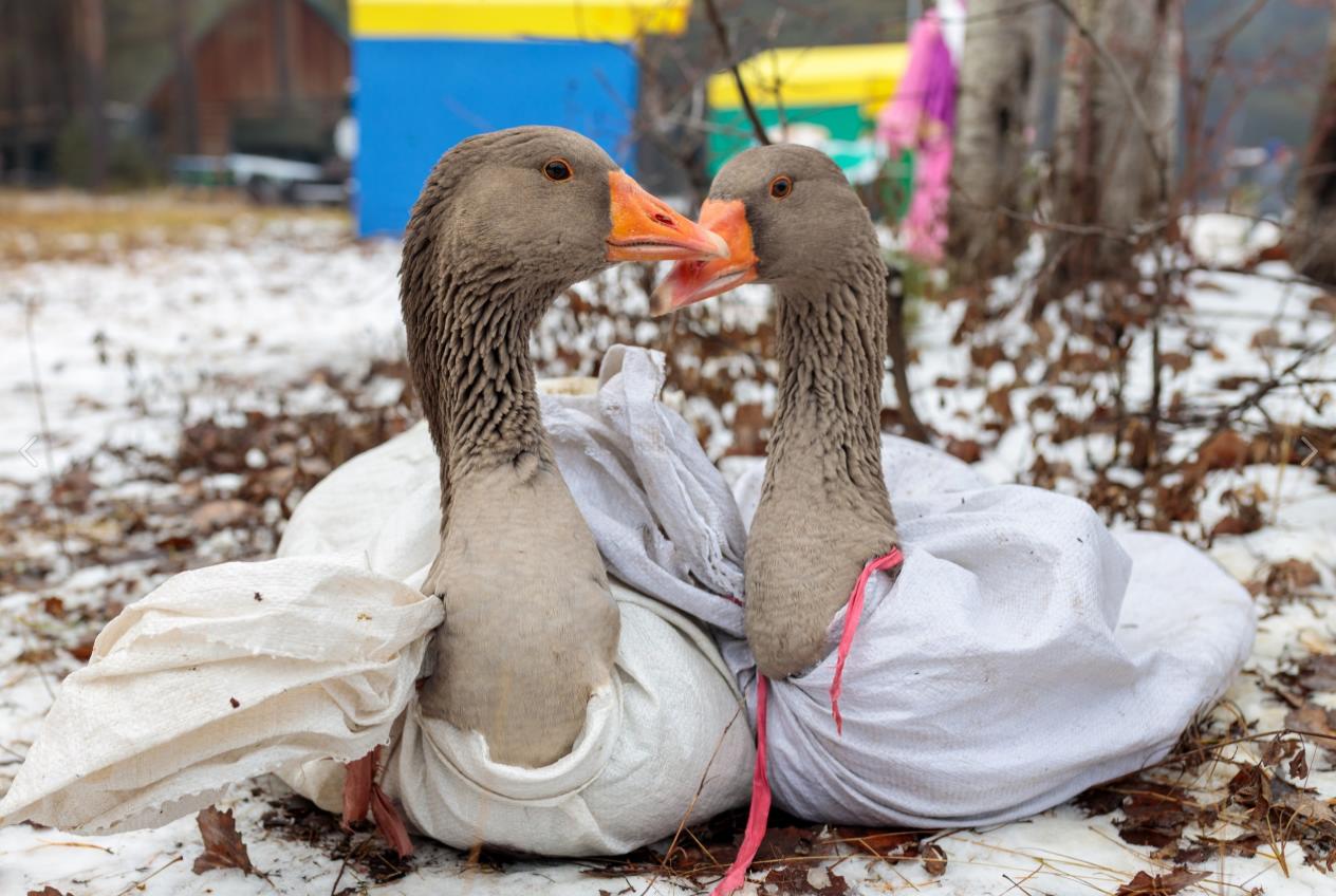 День гусиного пера 2025