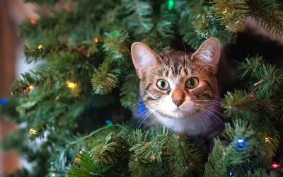Куда сдать новогоднюю елку после праздников?