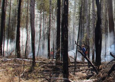 МЧС напомнили о правилах пожарной безопасности в лесу